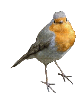 Bel oiseau - GIF animate gratis