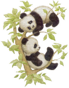 panda bp - Kostenlose animierte GIFs