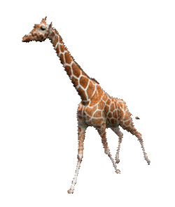 Giraffe Running - Free animated GIF