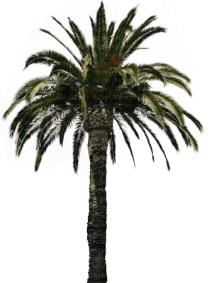 Salomelinda palmier ! - 免费PNG