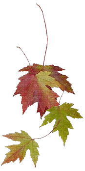 hojas - Ilmainen animoitu GIF