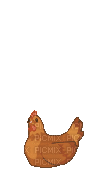 Chicken - GIF animé gratuit
