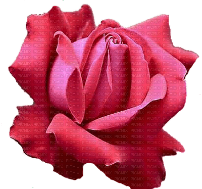 trandafir - kostenlos png