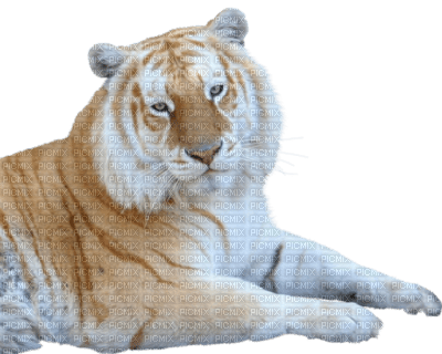 tigre - png grátis