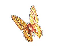 ♡§m3§♡ butterfly gold wings animated - GIF animado grátis