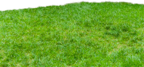 Gras - darmowe png