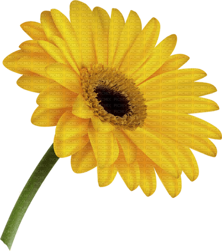 gerbera by nataliplus - δωρεάν png