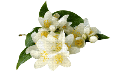 Flowers white bp - zadarmo png