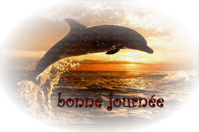 paysage dauphin - PNG gratuit