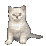 Кот - 免费动画 GIF