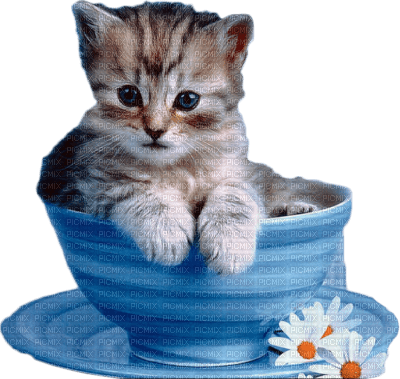 kitten in cup bp - besplatni png