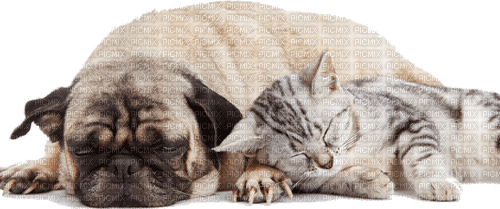 cat dog family - ücretsiz png