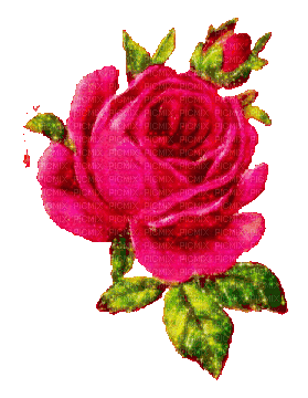 pink roses - Darmowy animowany GIF