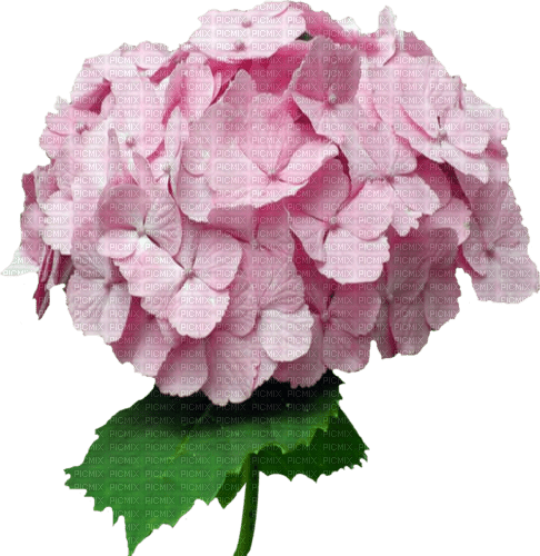 Pink Hydrangea Flower - zdarma png