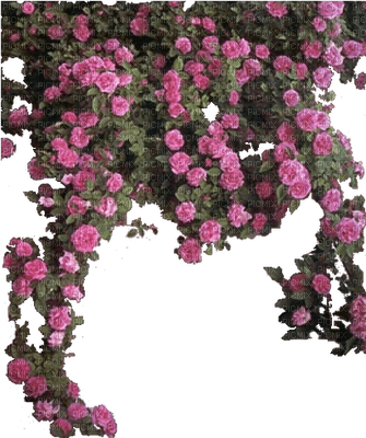 En rose - png grátis