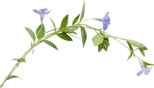 dolceluna flowers - PNG gratuit