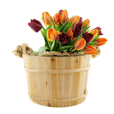 tulip flower - zadarmo png