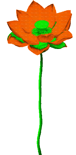 Animated.Lotus.Flower.Orange - By KittyKatLuv65 - GIF animé gratuit