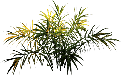 Planta color verde - png gratis