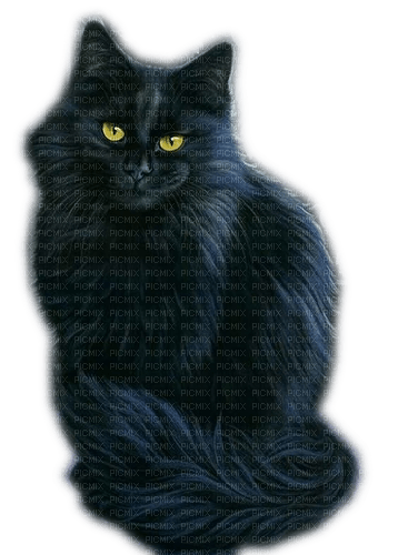 Rena black Cat Katze - Free PNG