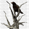 dead tree with raven gif - Бесплатный анимированный гифка