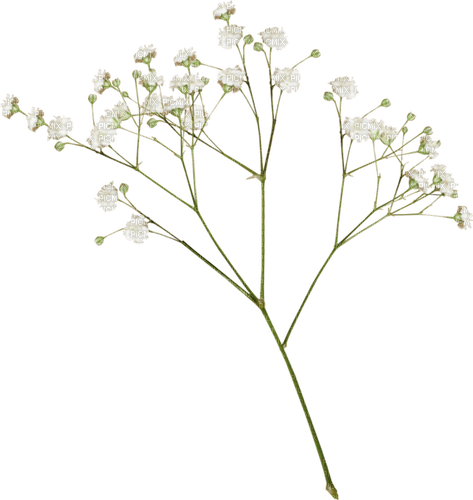 fleurs - ücretsiz png