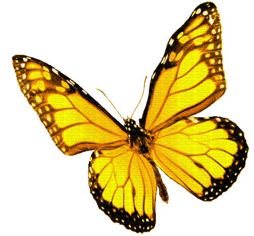 Animated.Butterfly.Yellow - By KittyKatLuv65 - Ilmainen animoitu GIF