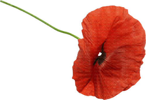 autumn deco kikkapink png poppy flower red - png gratuito