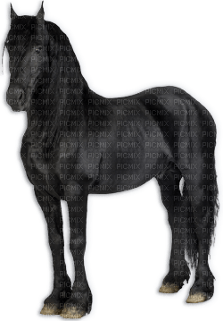 blck horse6 - PNG gratuit