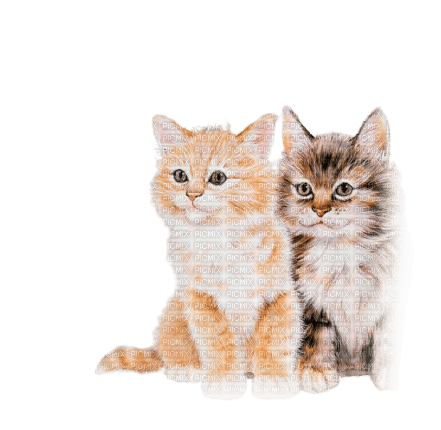 cats - 免费PNG