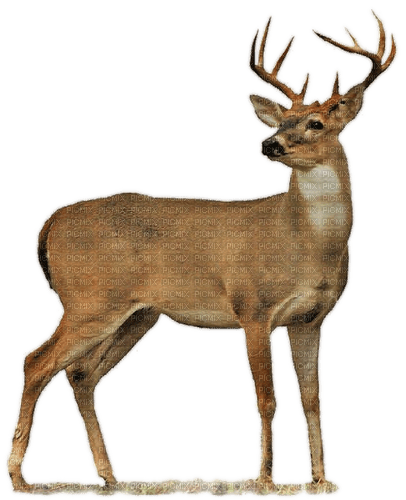 Hirsch, deer - darmowe png