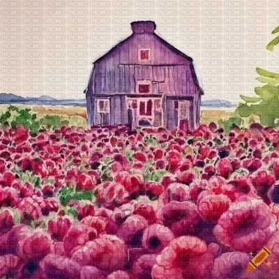 Raspberry Field and Barn - ilmainen png