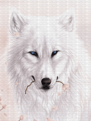 wolf bp - Безплатен анимиран GIF