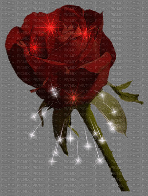 rosa rossa - GIF เคลื่อนไหวฟรี