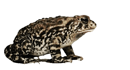 froggy lick - Animovaný GIF zadarmo