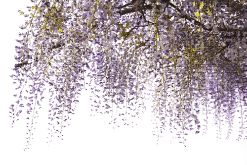 Wisteria.Glicinas.Flower.Purple.Victoriabea - ilmainen png