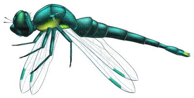 Dragonfly - bezmaksas png