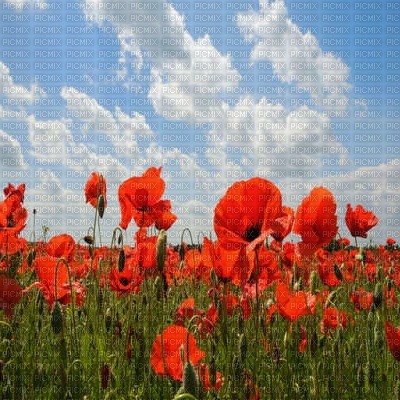 kikkapink spring background poppies - δωρεάν png