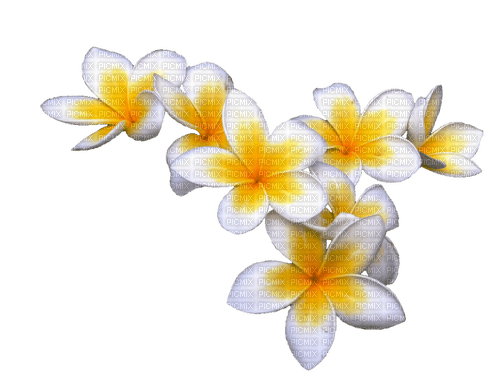 Tropical Flowers - ingyenes png