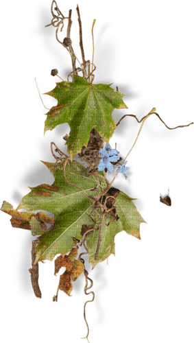 autumn branch leaves kikkapink - PNG gratuit