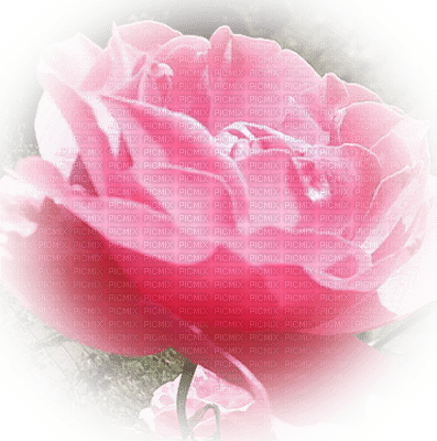 rose 12 - безплатен png