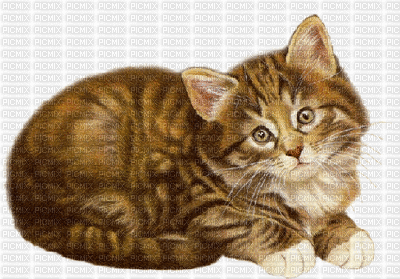 Katze chat cat - Gratis animerad GIF