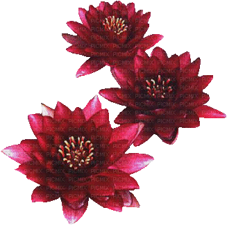 lotus flowers bp - Gratis animerad GIF