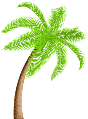 Palmtree - ilmainen png