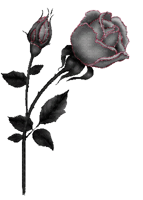 Roses dm19 - GIF animado grátis