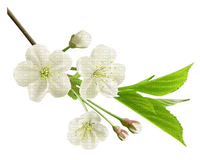 Kaz_Creations Flowers Flower Branch - besplatni png