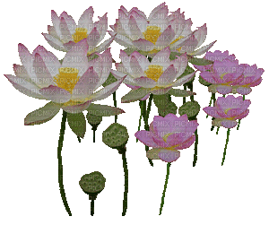 fleur blanche.Cheyenne63 - Free animated GIF