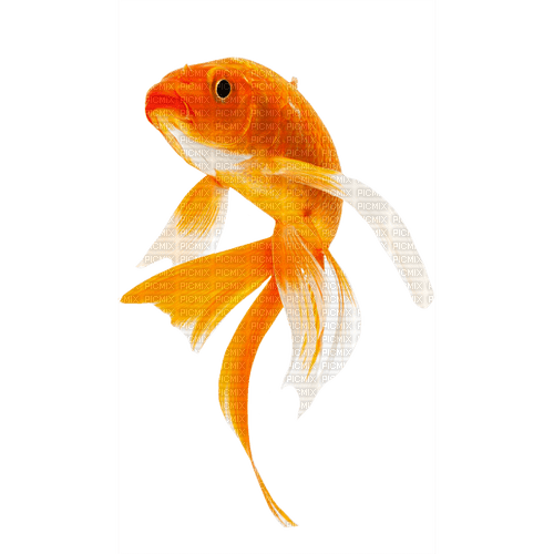 fish  Bb2 - nemokama png