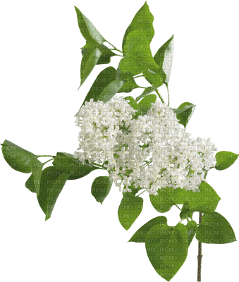 minou-flowers-white - png gratis