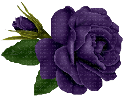 purple-flower - png gratuito